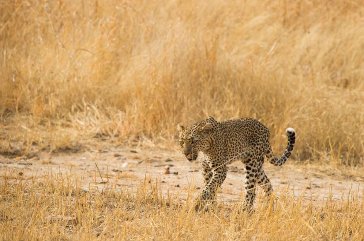 cheetah at ruaha